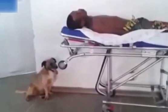 سگ وفادار ، صاحب بیمارش را تعقیب می کند