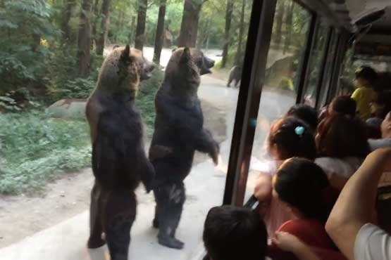 خرس هایی که روی دو پا راه می روند