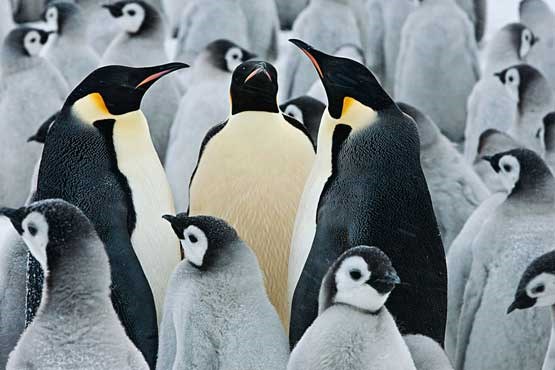 «رژه پنگوئن ها» برای پیدا کردن راوی