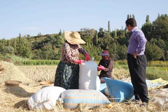 نرخ سود تسهیلات کشاورزی 3 درصد کمتراز سایر بخشها تصویب شد