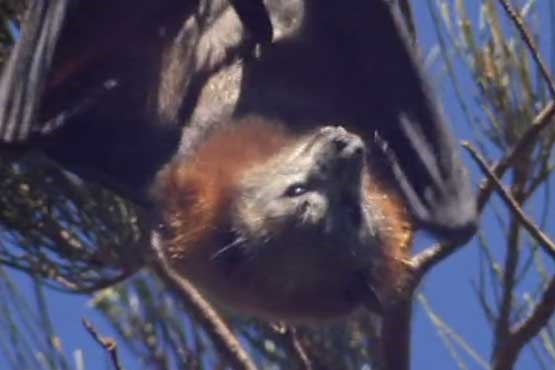 هجوم خفاش ها به شهری در استرالیا