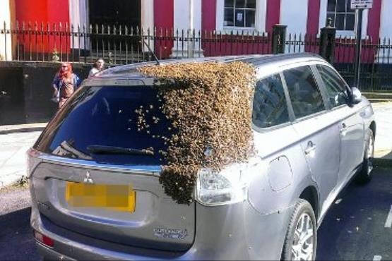 تعقیب 48 ساعته یک اتومبیل توسط 20000 زنبور عسل +عکس