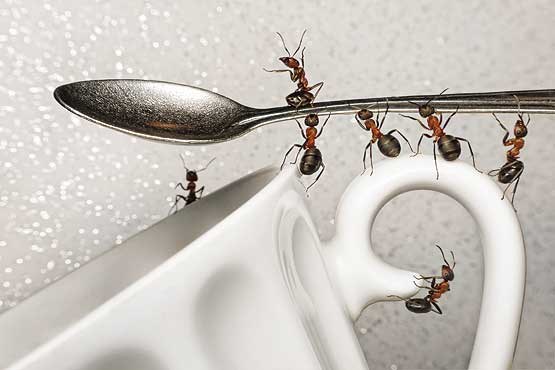 چند راه برای ذله کردن مورچه‌ها!