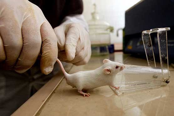 موش های نابینا به کمک سلول های بنیادی، نور حس می کنند