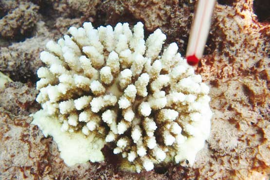 مرجان های منزوی در خلیج فارس کشف شدند +عکس