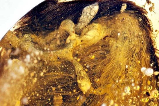 کشف بال سالم دایناسور ۹۹ میلیون ساله!