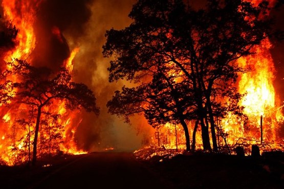 تشکیل تیم‌های واکنش سریع برای مهار آتش سوزی در  جنگل‌ها