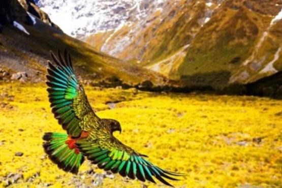 زیبایی‌های طبیعت و حیات وحش نیوزیلند + فتو کلیپ
