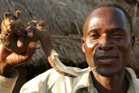 «کفتار» مالاوی بازداشت شد