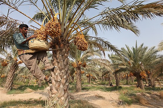 برداشت خارک و رطب در استان بوشهر