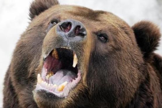 حمله خرس به چوپان فارسیانی +عکس