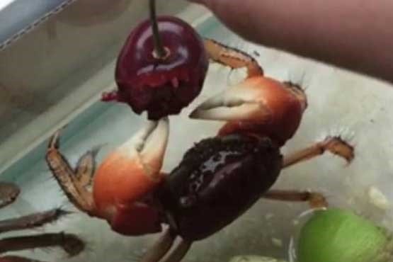 خرچنگی که گیلاس می خورد
