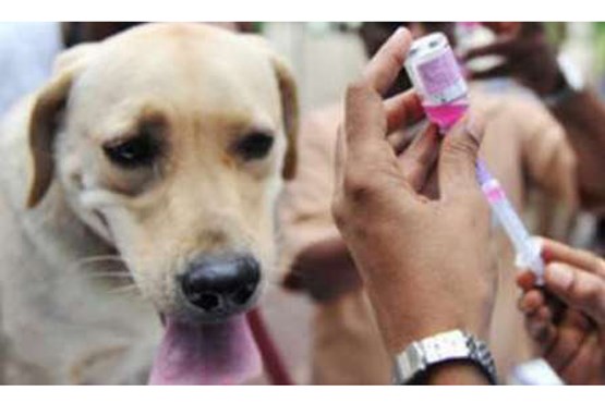 هزار قلاده سگ واکسینه شدند