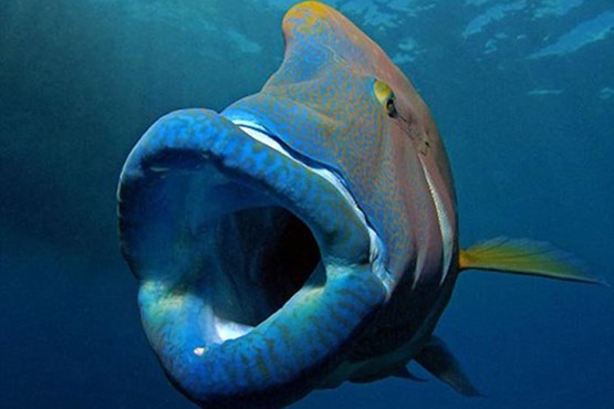 غول پیکرترین ماهی صخره‌های مرجانی +عکس