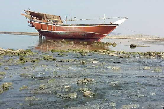 سواحل بوشهر در محاصره فاضلاب