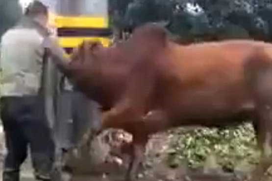 شکنجه وحشیانه یک گاو +تصاویر