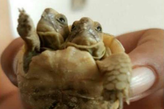 تولد لاک‌پشت دو سر در ایران +عکس