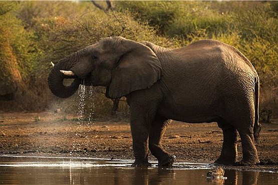 سرنوشت غم انگیز فیل های آفریقایی / هر 15 دقیقه یک فیل کشته می شود