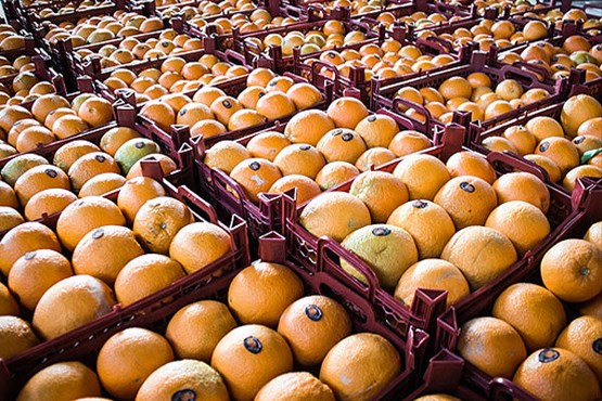 واردات پرتقال و نارنگی به صورت مشروط