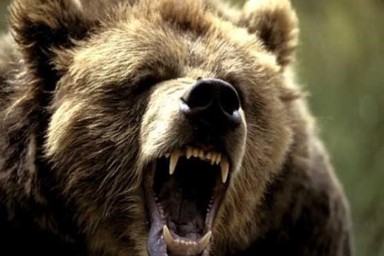 حمله مرگبار خرس وحشی به یک مرد در فرودگاه
