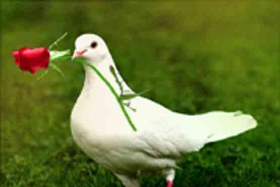 خواستگاری جالب یک کبوتر با اهدای گل