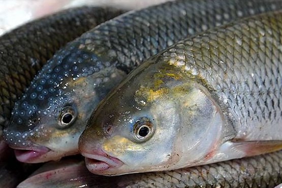 نرخ جدید ۱۵ نوع ماهی در بازار