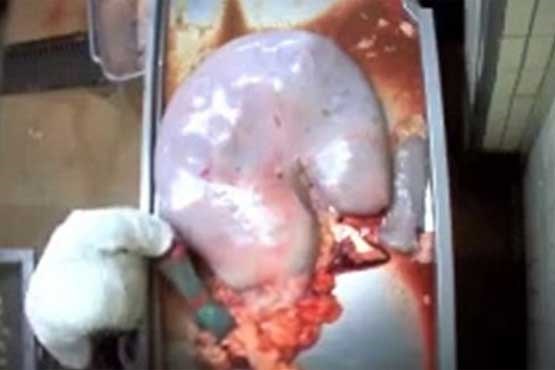 فیلم تکاندهنده از سلاخی گاوهای باردار در فرانسه