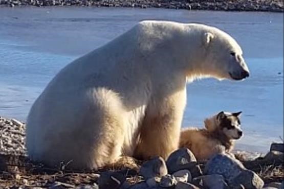 دست نوازش خرس قطبی بر سر سگ (تصاویر)