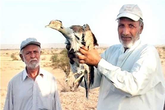 شاهزاده قطری مجوز شکار پرندگان کمیاب در پاکستان را کسب کرد