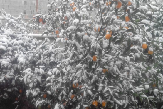برف و درختان پرتقال +عکس
