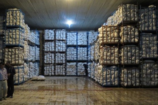 ۴۷ هزار تن سیب‌زمینی در انبارهای فریدونشهر