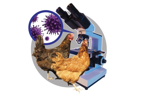 هشدارهایی برای مهار آنفلوآنزای پرندگان
