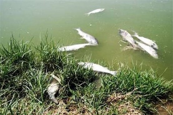 چهارمحال و بختیاری/ استخر های پرورش ماهی به نفت آلوده شدند