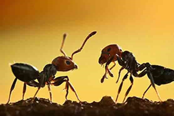 ساخت کاردستی با لانه مورچه‌ها