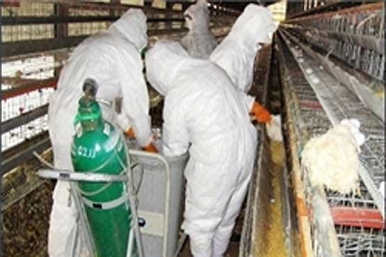 تکذیب ابتلای یک ایرانی به آنفلوآنزای پرندگان