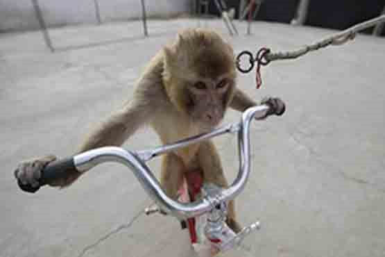 میمون دوچرخه دزد