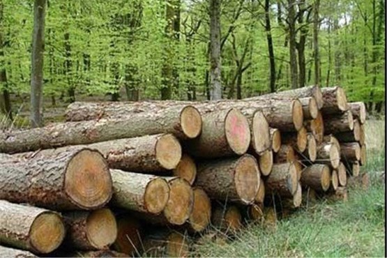 بهره برداری صنعتی از جنگل های شمال ممنوع شد