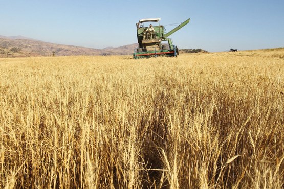 ضایعات کشاورزی ایران 2برابر استاندارد جهانی