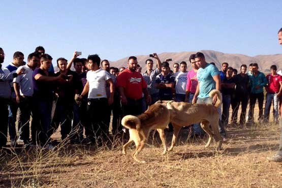 نبرد خونین سگ‌ها به خاطر یک مشت اسکناس