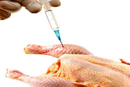 مرغ‌های هورمونی«آنتی بیوتیک‌»انسانی را بی‌اثر کردند