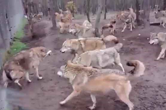 حمله گروهی گرگها به گرگ بیگانه