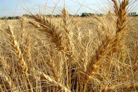 رشد بی سابقه دانه های گندم با یک ماده جدید