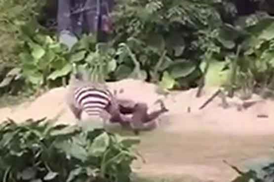 حمله گورخر به نگهبان باغ‌وحش
