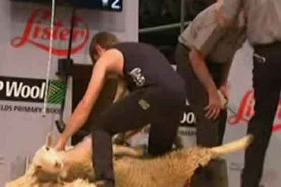 مسابقه پشم چینی گوسفندان در نیوزیلند