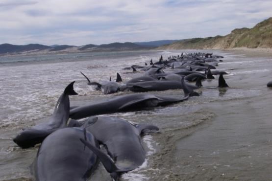 خودکشی گروهی نهنگ ها در سواحل نیوزیلند+عکس