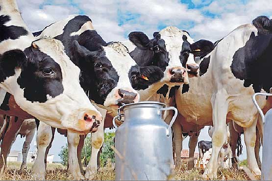 علائم آلرژی به شیر گاو و عرضه دروغین شیر شتر در فروشگاه ها