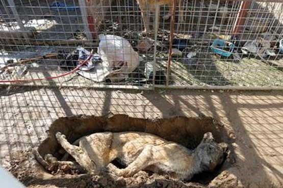 باغ وحش موصل پس از وحشی های داعش + عکس
