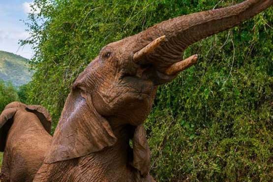 فیل ها ، جانورانی احساساتی و مادرسالار + عکس