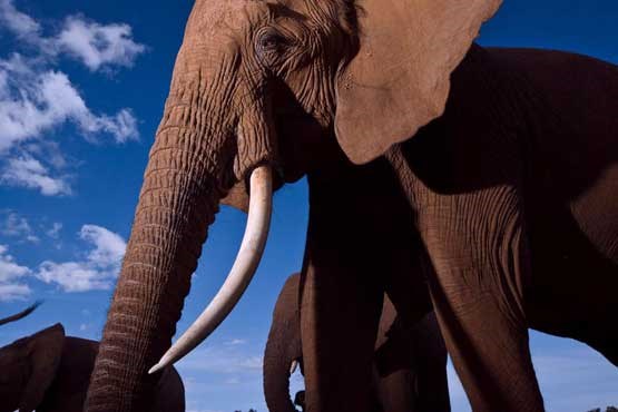 ممنوعیت فروش عاج فیل در سنگاپور