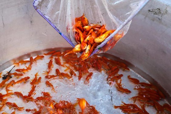 ماهی قرمز را در یخچال نگذارید! / روش‌های زنده نگه داشتن طولانی مدت ماهی قرمز عید